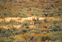 pronghorn, antelope, buck, sagebrush