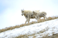 Mountain Goats On The Run 1