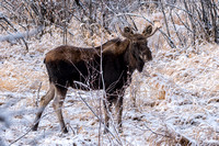 Moose On CFWMA-366-Edit
