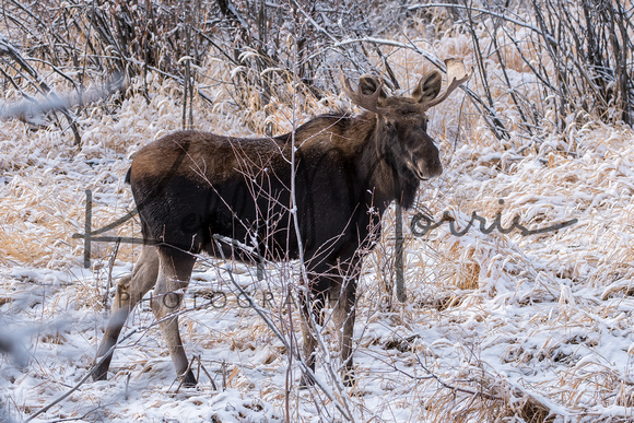 Moose On CFWMA-366-Edit