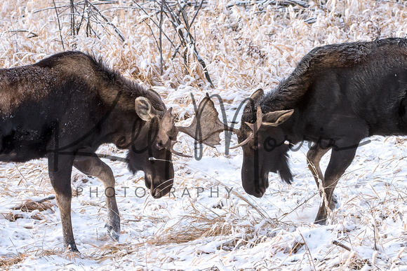 Moose On CFWMA-382-Edit-2