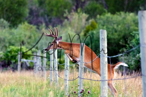 Whitetail Buck Jumping Fence