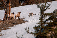 wildlife, bighorn sheep, Yellowstone National Park