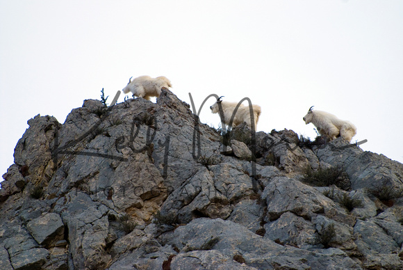 Mountain Goats at Avalanch Gulch III