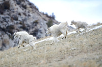 Mountain Goats On The Run 3