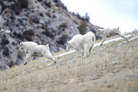 Mountain Goats On The Run 4