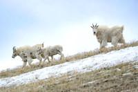 Mountain Goats On The Run 2
