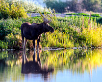 Moose On Dike 2-157