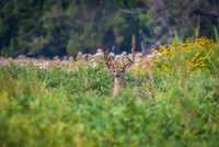 Whitetail In The Weeds