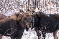 Moose On CFWMA-336-Edit