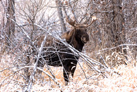 Moose On CFWMA-236-Edit