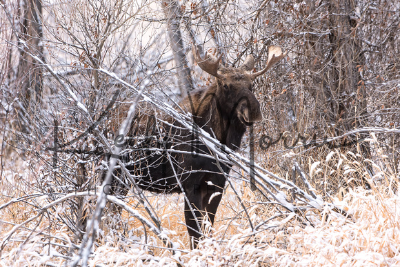 Moose On CFWMA-236-Edit