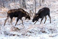 Moose On CFWMA-374-Edit