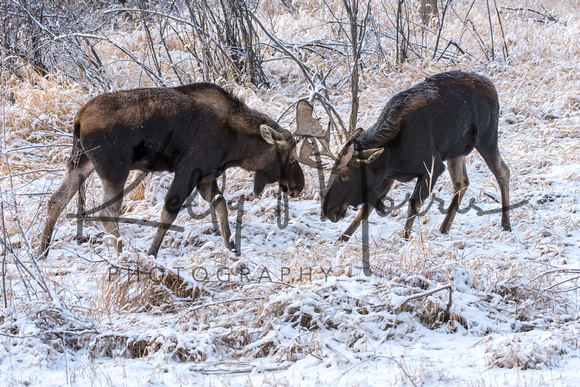 Moose On CFWMA-374-Edit