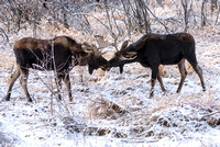 Moose On CFWMA-371-Edit