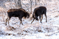 Moose On CFWMA-377-Edit