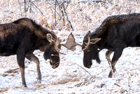 Moose On CFWMA-382-Edit-2