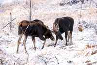 Moose On CFWMA-388-Edit-2