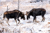 Moose On CFWMA-395-Edit