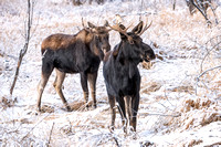 Moose On CFWMA-408-Edit