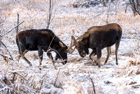 Moose On CFWMA-414-Edit-2