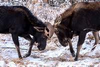 Moose On CFWMA-446-Edit-2