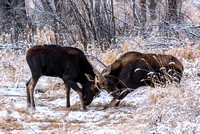 Moose On CFWMA-448-Edit
