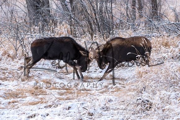 Moose On CFWMA-447-Edit-2