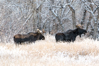 Moose On CFWMA-68-Edit-2