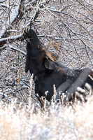 Moose On CFWMA-184-Edit-2