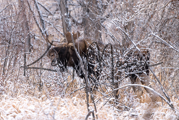 Moose On CFWMA-194-Edit