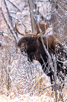 Moose On CFWMA-200-Edit