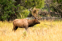 Elk on CMR-344