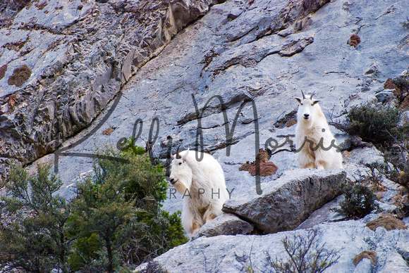 Mountain Goats at Avalanch Gulch II