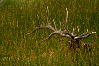 Elk Wading Thru Reeds