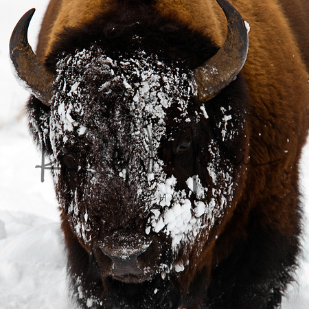Buffalo Snowface