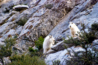 Mountain Goats at Avalanch Gulch