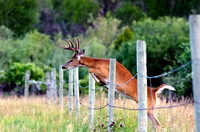 Whitetail Buck Jumping Fence