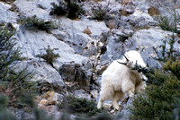 Mountain Goats at Avalanch Gulch IV