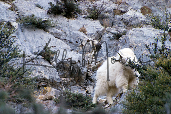 Mountain Goats at Avalanch Gulch IV